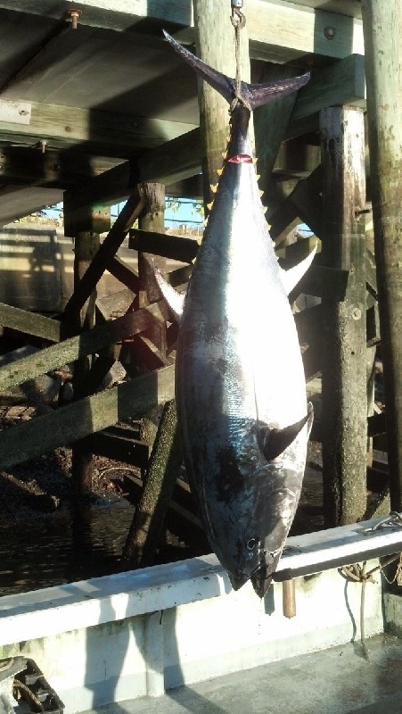 2013 bluefin #2