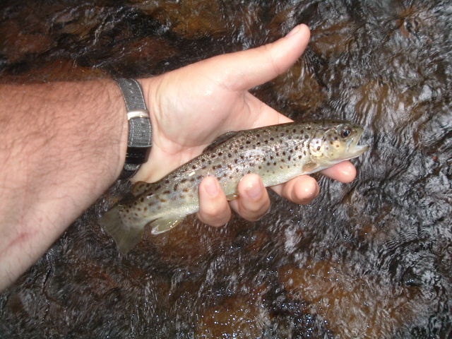 trout stream
