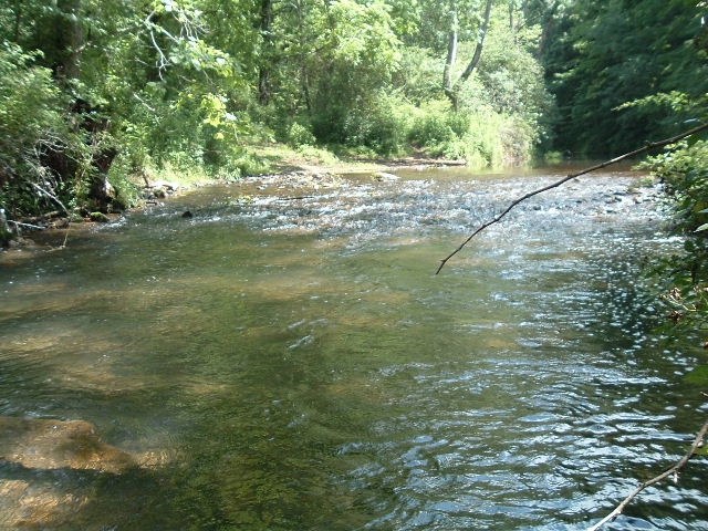 wild trout stream