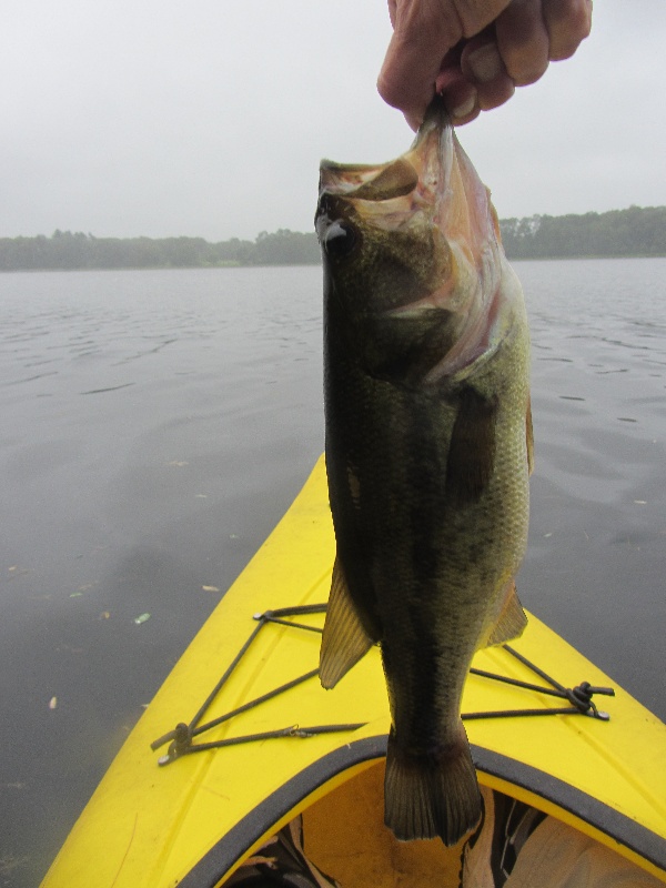 Rainy Day Bass at Farm Pond