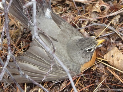 Robin caught in monofilament line at Sudbury Reservoir