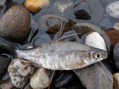Bait fish found at water's edge