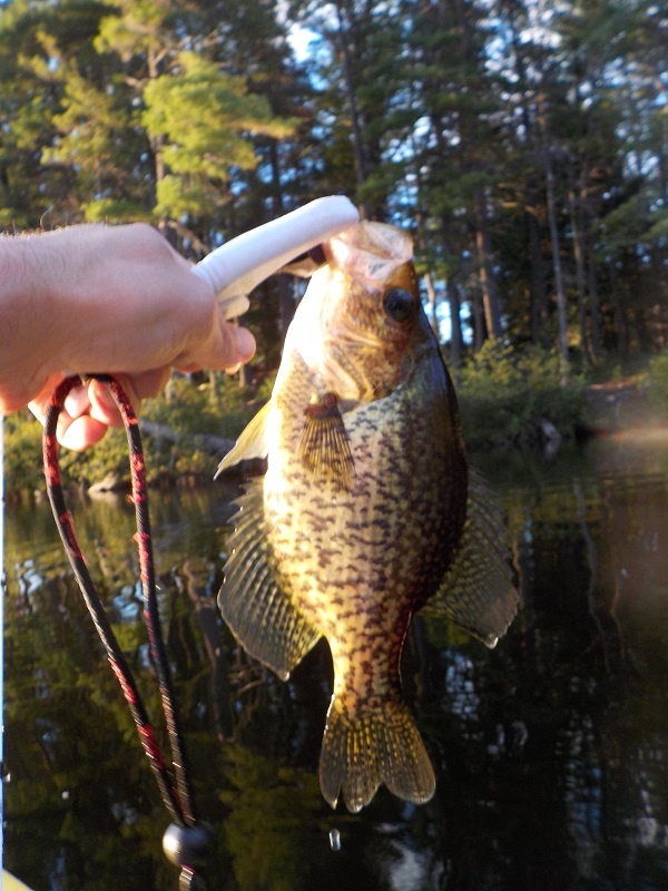 12 inch black crappie at Tully Lake