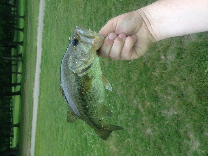 First fish