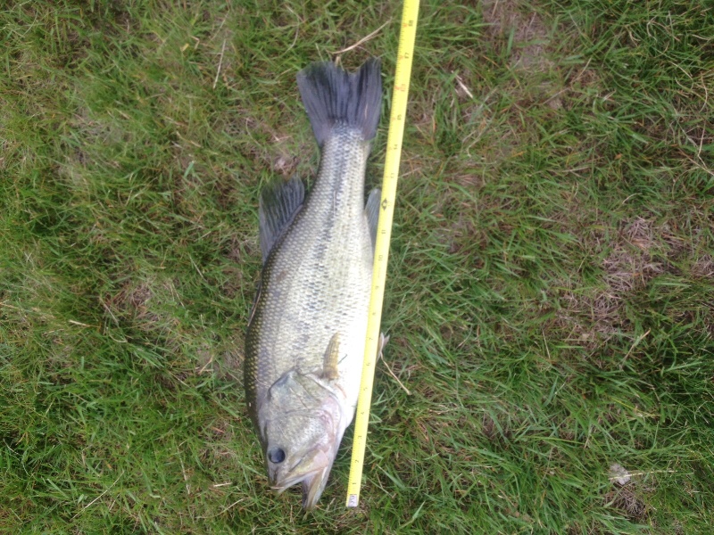 2nd fish length