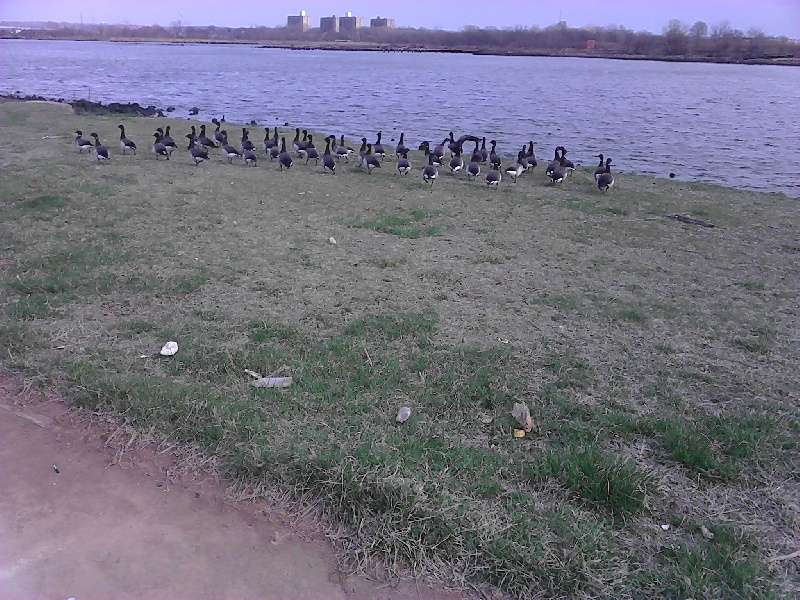 flock of coots