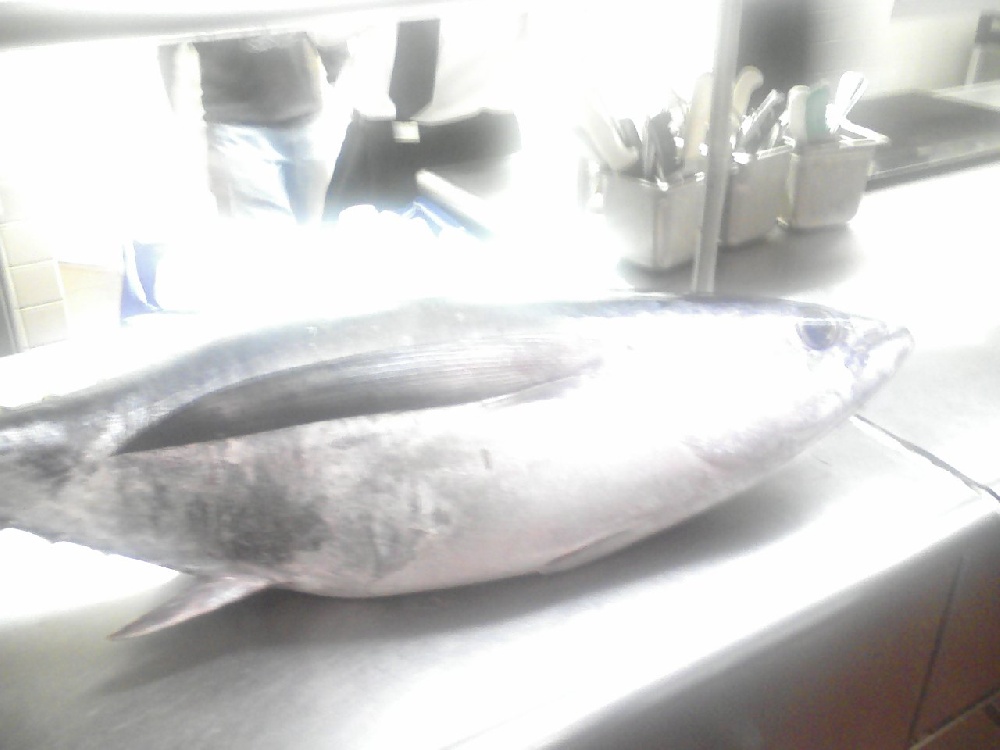 my first tuna 2007