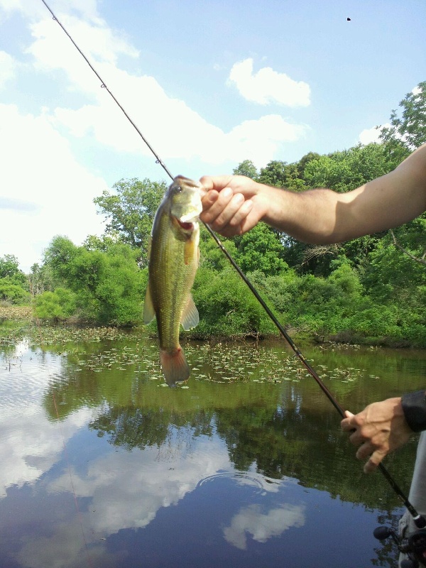 Mid day heat wave bass