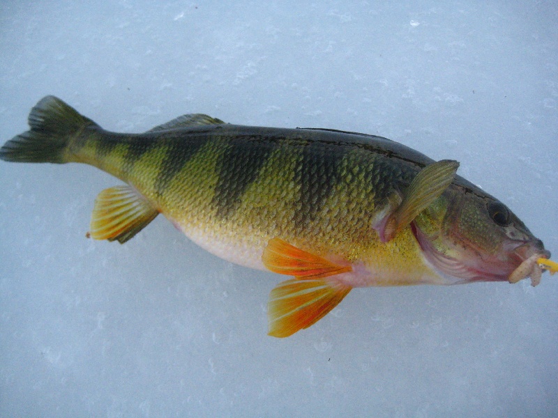 yellow perch on a jig