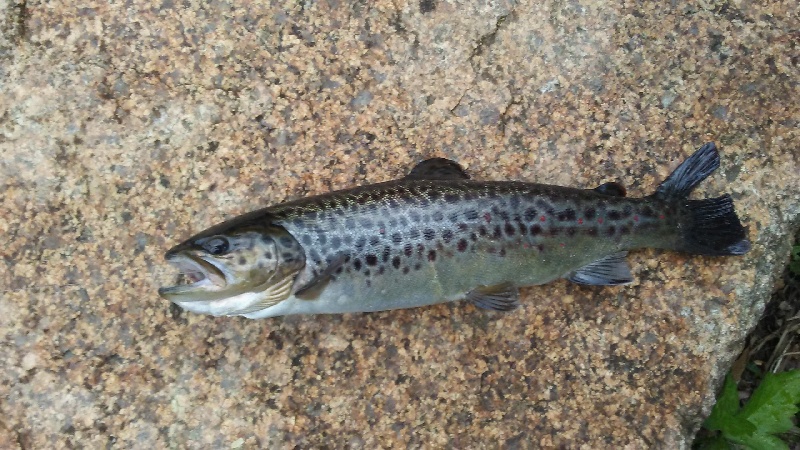 1st Brown Trout I've Ever Caught 