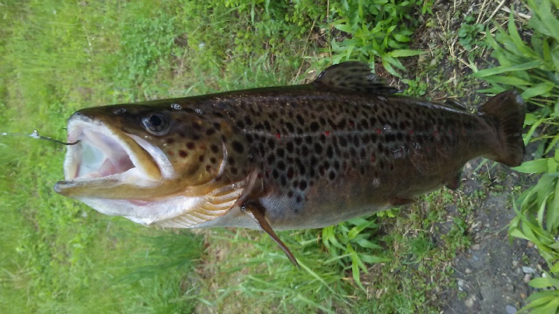 2nd Brown Trout Only Bigger