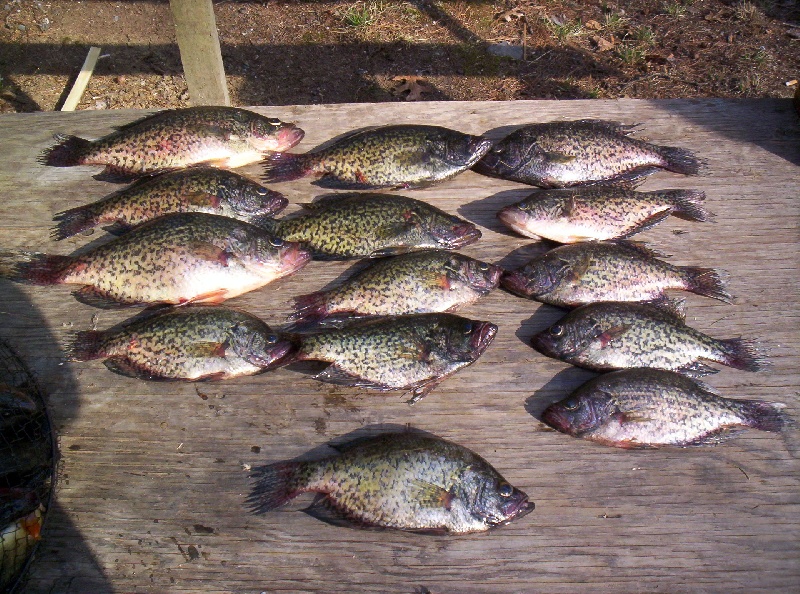 more crappies