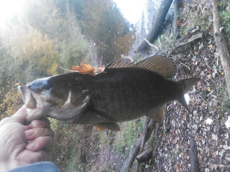 Westfield river smallmouth 