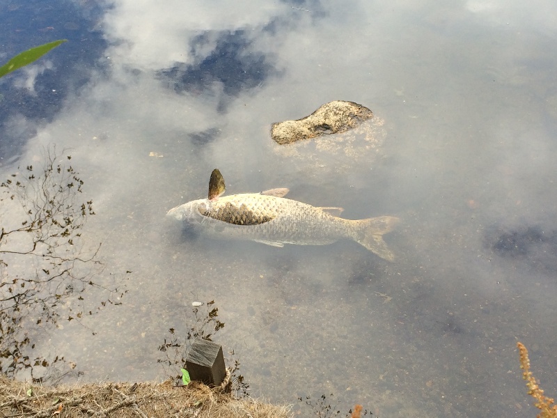 Fish Kill Charles River 