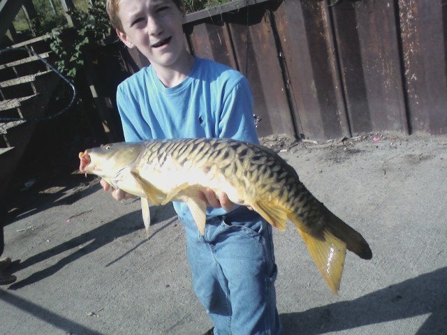 huge carp