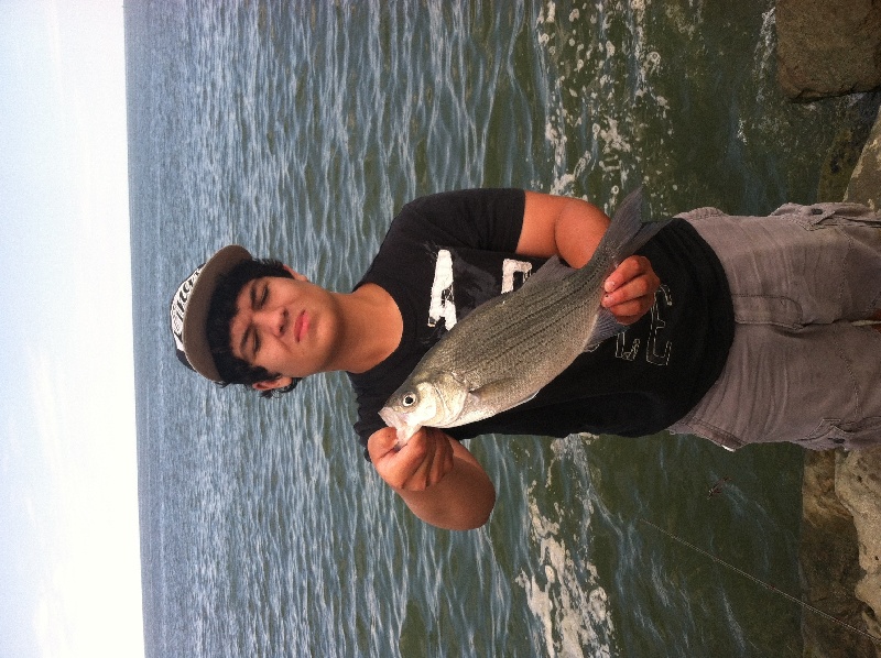 Another Erie white bass, eyes closed smh