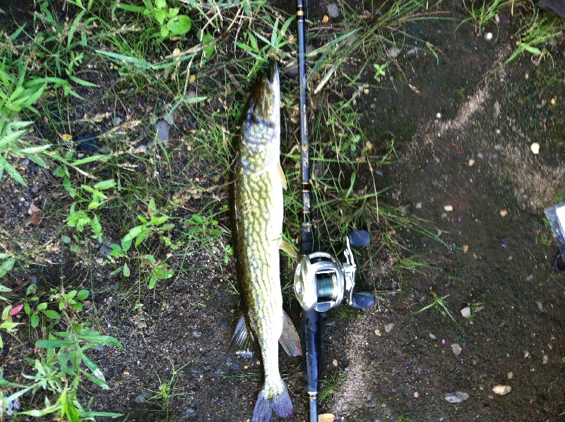 pickerel from late summer