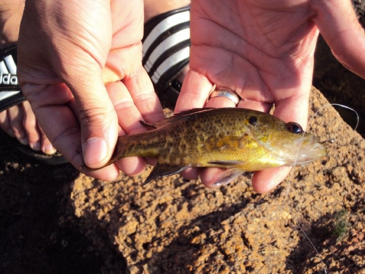 small mouth or small fish?