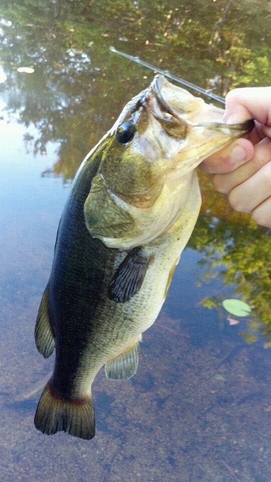 Another 3lber