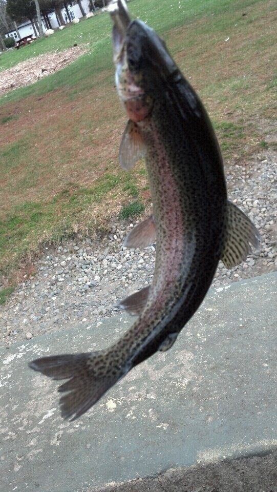 Another Luddams Trout