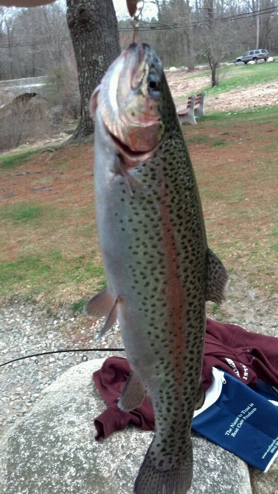ANOTHER Luddams Trout 