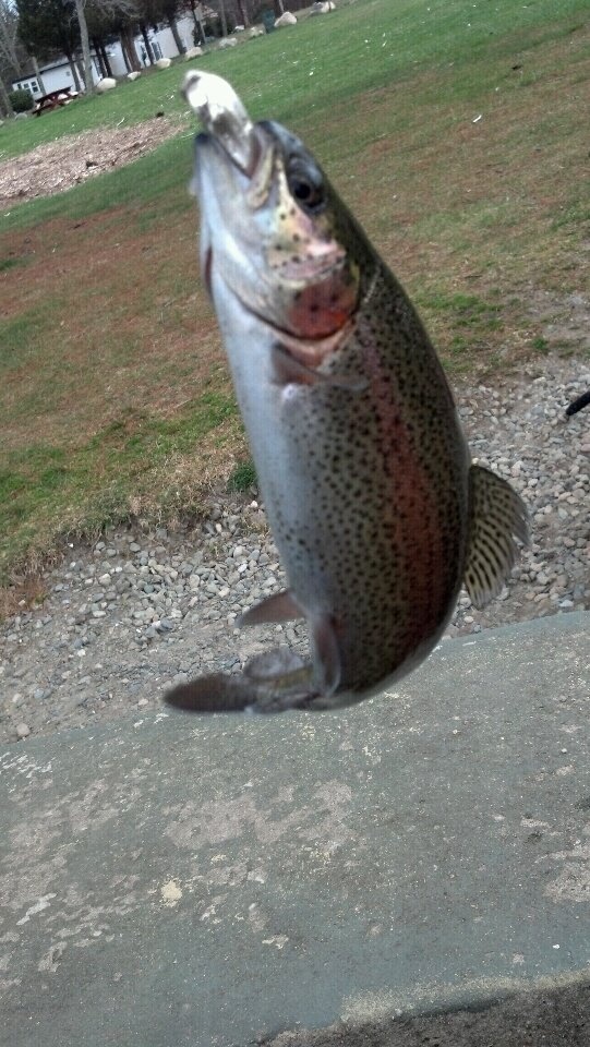 Last trout of the day