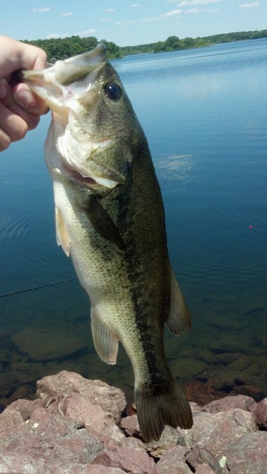 First Largemouth of the day!