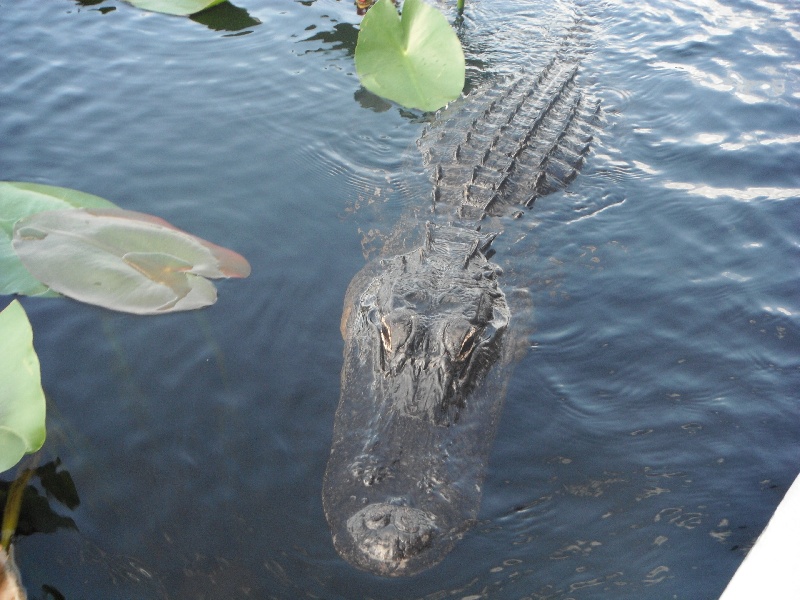 Everglades Gator