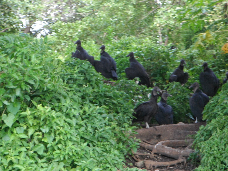 Vultures In The Everglades