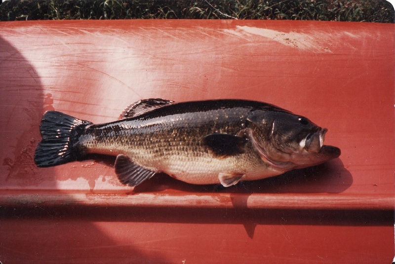 A bass I caught in the early 80's 