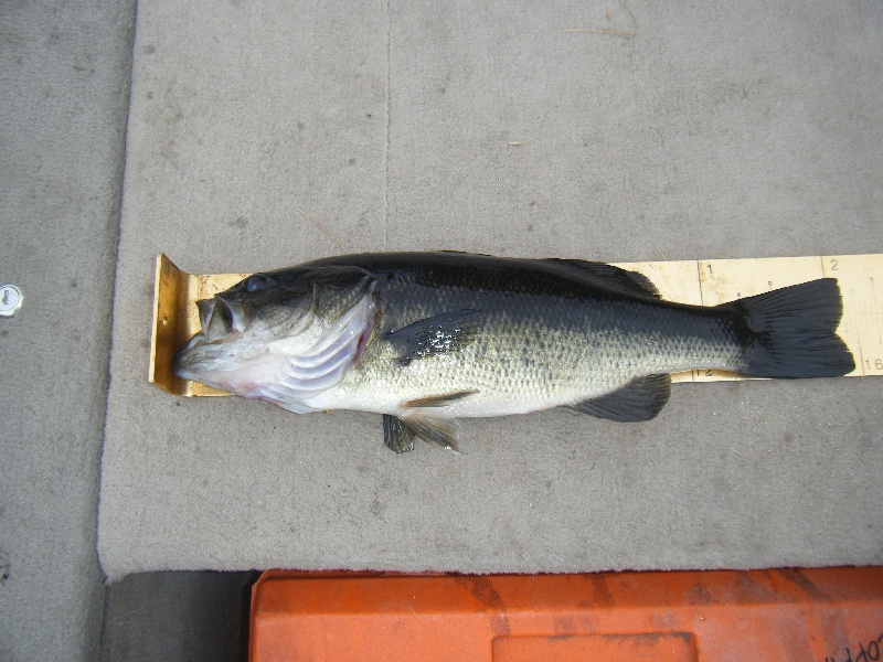 Howells Pond Bass 5/7/2009