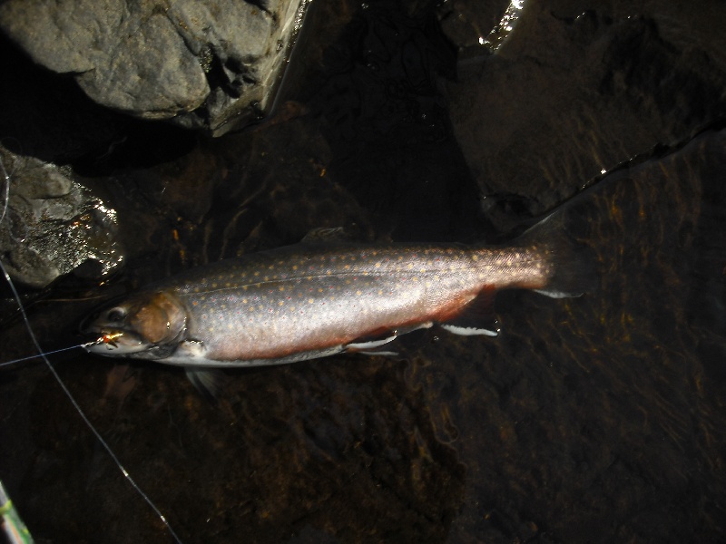 'nother mousam sea run brookie