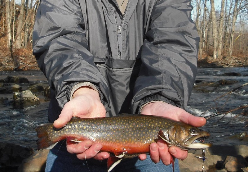 nice male brookie  from the mousam