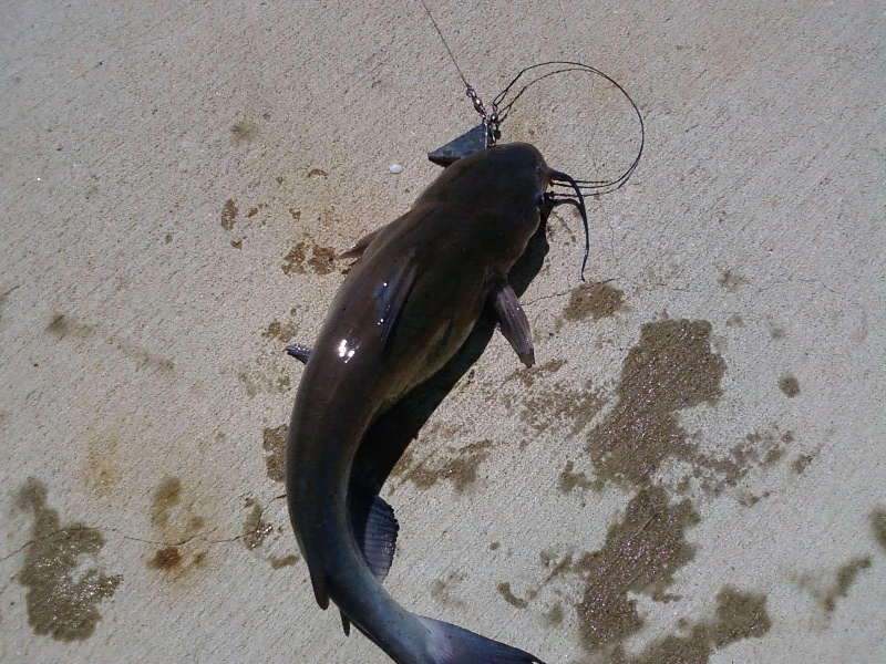 catfish off the PIER