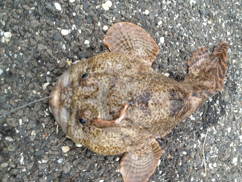 Oyster toadfish 