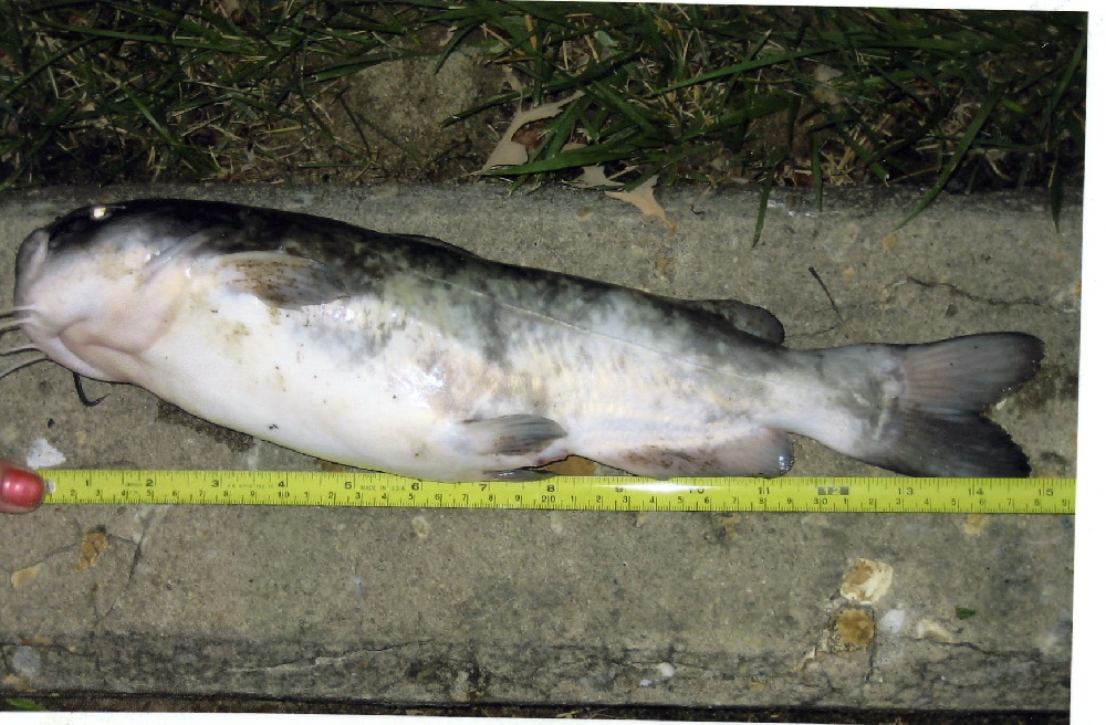 Catfish Beauregard