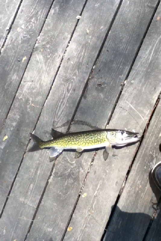 Another Pickerel!