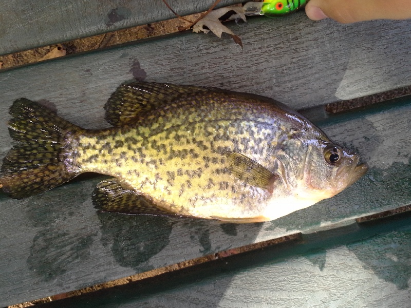 another crappie