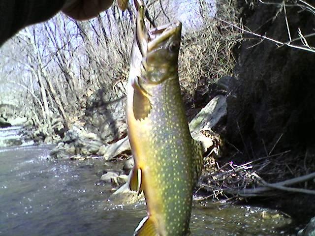 Great Day of trout Fishing!