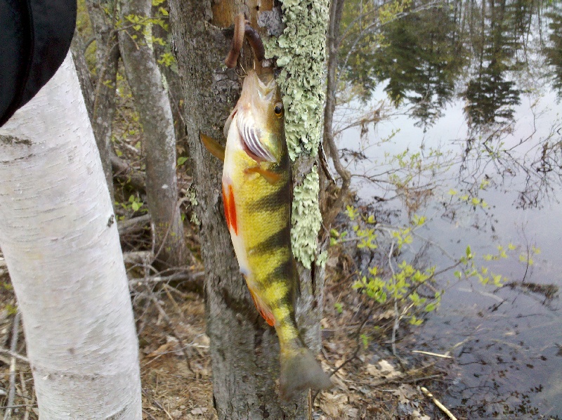 Yellow Perch, pickerels, SMB, and a giant beaver!