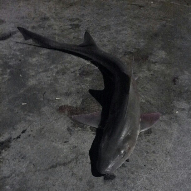 Shark I caught