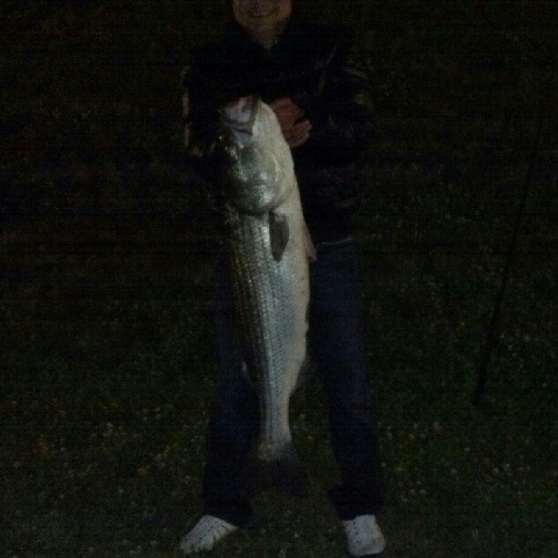 Biggest striped bass this year