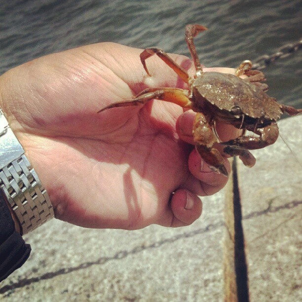 These crabs are really coming into the harbor these days
