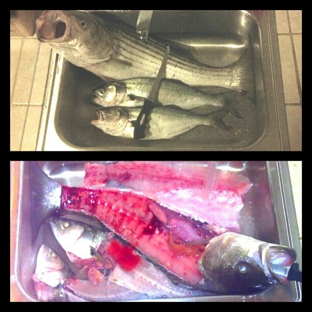 Fileting some striped bass and snapper blues
