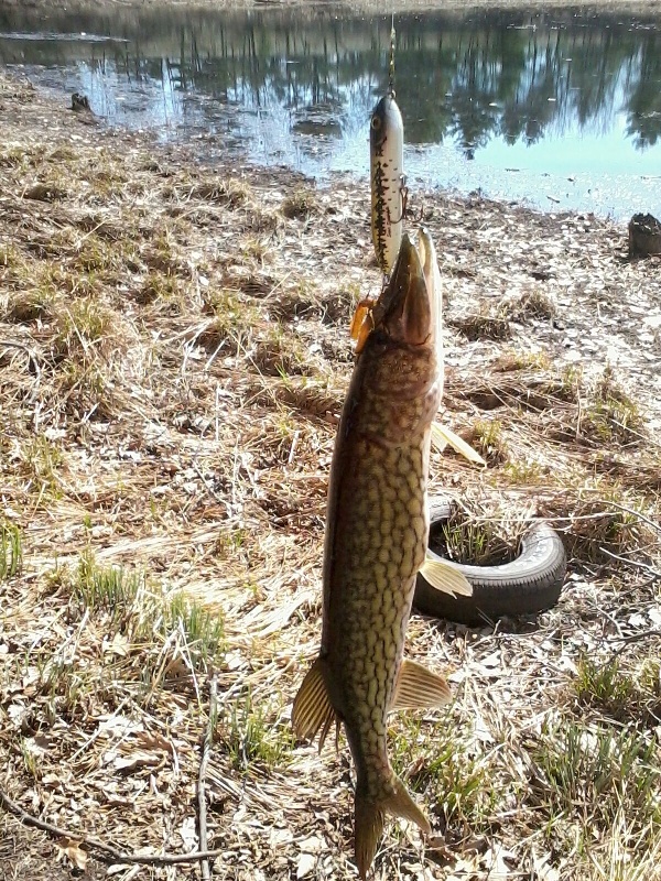 first fish of the season