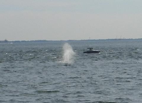 Raritan Bay Whale