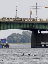 NJ - Bottlenose Dolphins