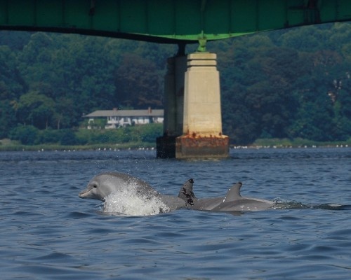 NJ - Bottlenose Dolphins