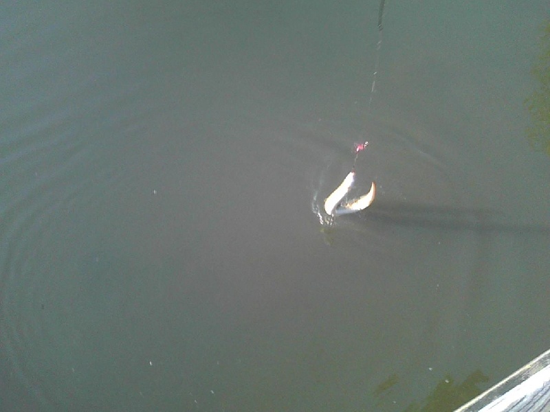 Snagging an eel