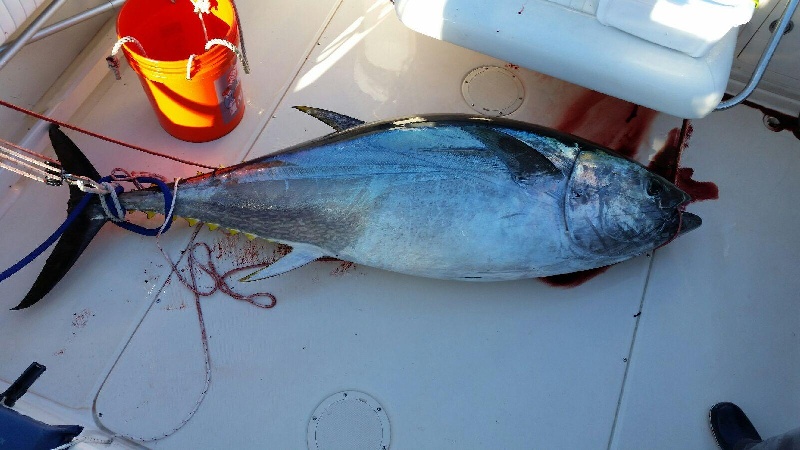 Blue Fin Tuna
